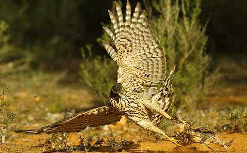 ��ӥ����400��3ƪ