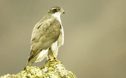 欲为苍鹰勿与鸟鸣午安励志美文