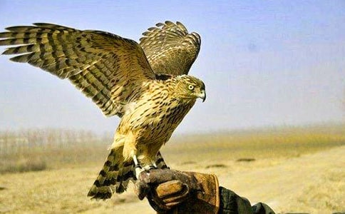 苍鹰650字-状物作文