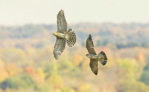 ��ӥ����600����ƪ