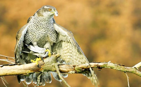 ��ӥ����700��