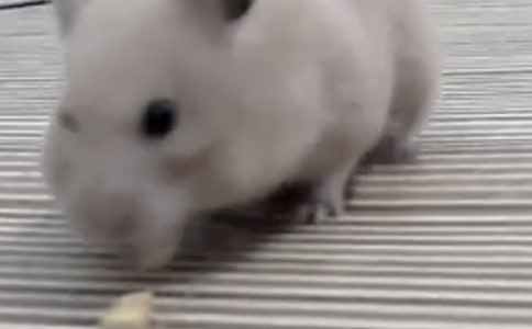 观察仓鼠作文(8篇)