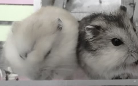 �ҵ�С����Сѧ������400��