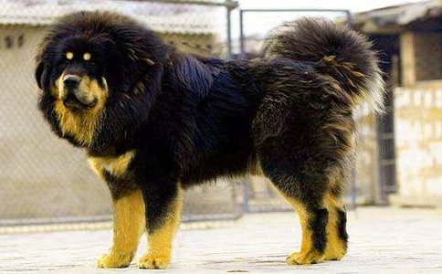 藏獒初二作文(精选23篇)