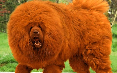 摇滚藏獒观后感500字作文