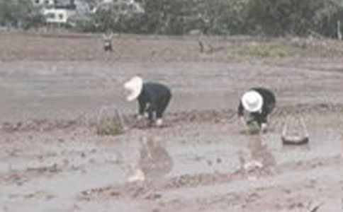 《插秧》教学反思