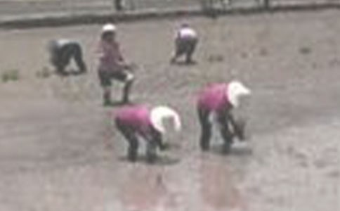 插秧作文600字(精选22篇)