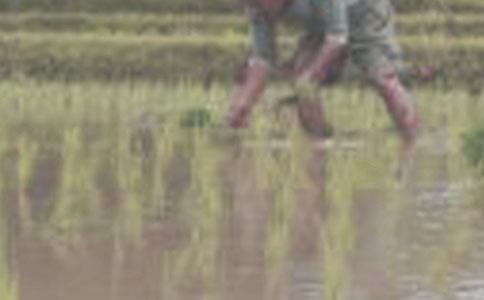 第一次插秧作文(通用27篇)