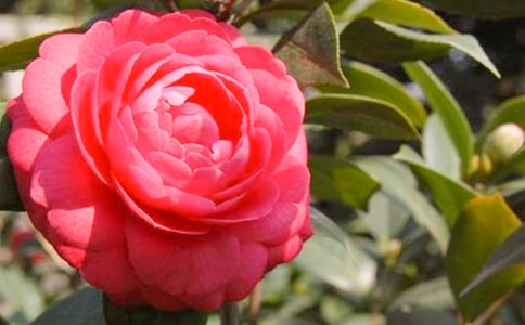 山茶花作文600字三篇