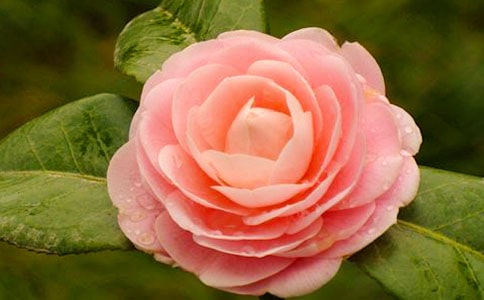 ��ɽ�軨���Ľ�ѧ���