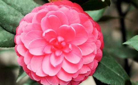 有关茶花的作文450字