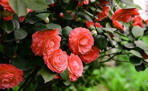 山茶花300字作文