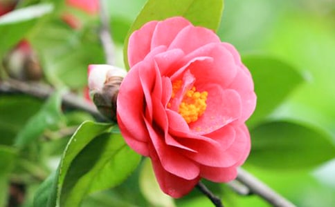 有关茶花的作文3篇