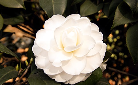 美丽的茶花350字