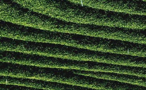 茶叶作文500字合集六篇