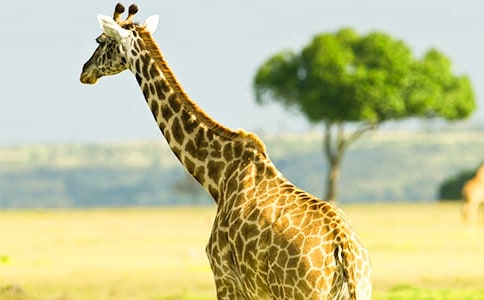 ������¹��С�񡷽�ѧ��˼����