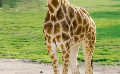 我最喜欢长颈鹿300字作文范文(精选31篇)