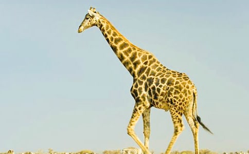 美术《长颈鹿》教案