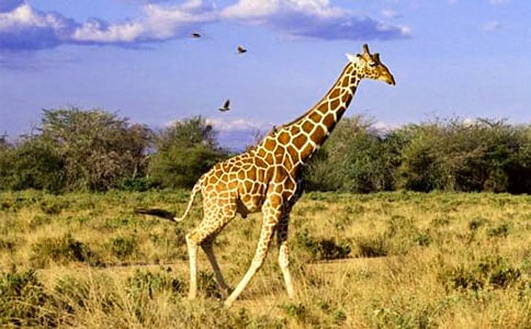 ����ͯ�����¾籾������¹��ɽ��