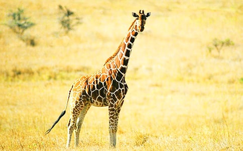 中班美术教案:长颈鹿