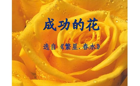 冰心《成功的花》赏析