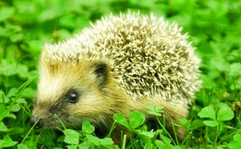 中班体育活动《小刺猬背枣子》教学反思范文