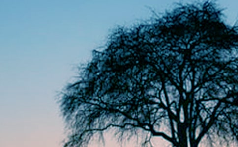 大树和小草教学设计