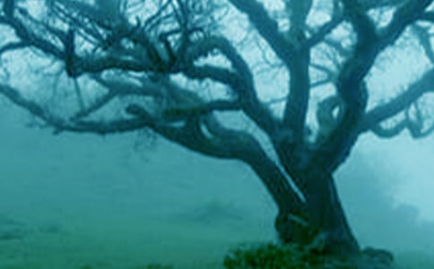 ���������衷��ѧ��Ʒ���