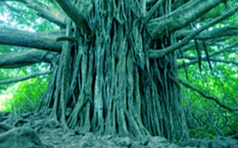 ��С��������ĶԻ������Ľ�ѧ���