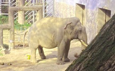 中班美术大象教案(精选14篇)