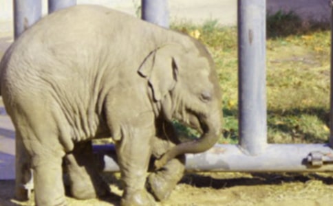 聪明的大象300字作文