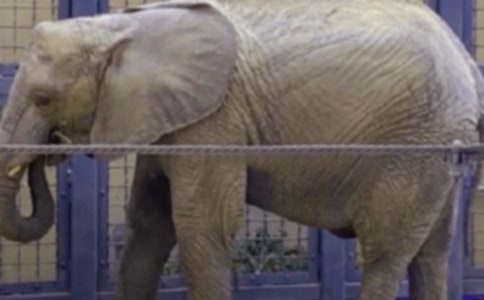 狼和大象作文12篇