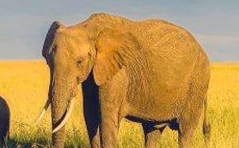 �����Ĵ�������700��