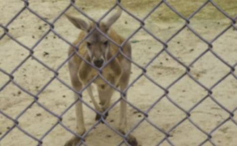 【必备】袋鼠作文300字(精选46篇)