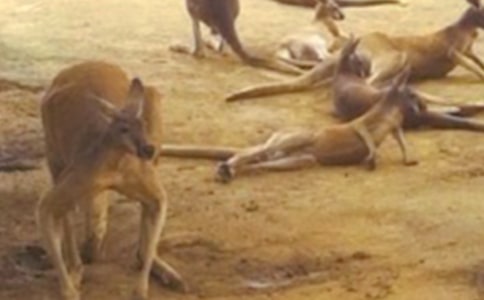 ��������300����ƪ