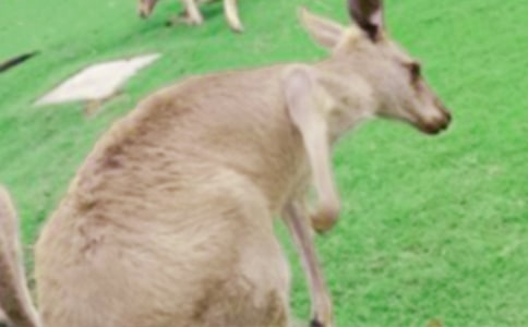 ����ıĽ���ͯ������