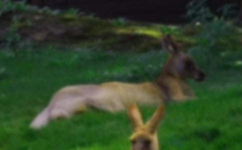 ��Ȥ�Ĵ�����500������