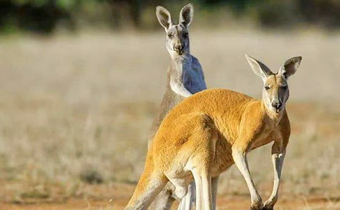 袋鼠作文600字9篇