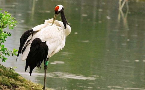 丹顶鹤作文400字(通用17篇)