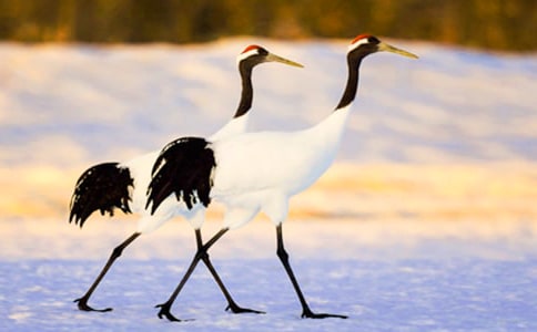 春天让我想起北方丹顶鹤诗歌