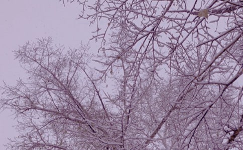 实用的冬日雪景作文15篇