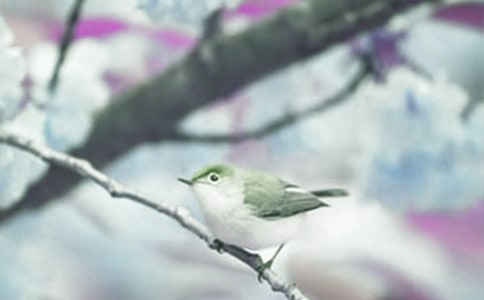 ��ѡ�۲춯ֲ���ռ�4ƪ