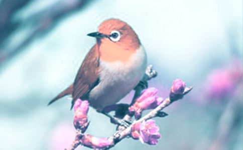 ��ֲ�����ʾ���ģ���ѡ3ƪ��