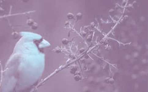 野生动植物宣传总结(精选7篇)