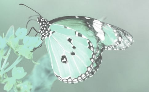 观察动植物的小作文