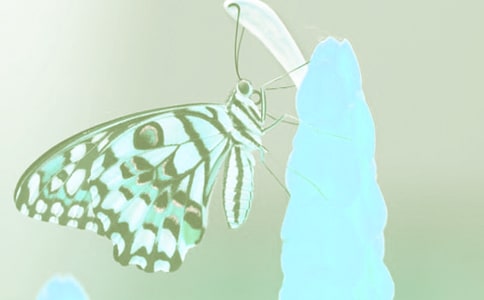 描写动植物的作文