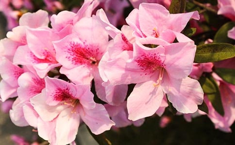 ������д�ž黨�ľ���