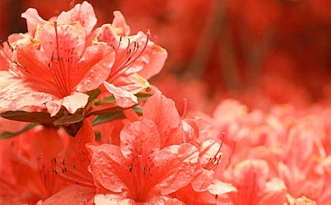 观察杜鹃花的作文精选9篇