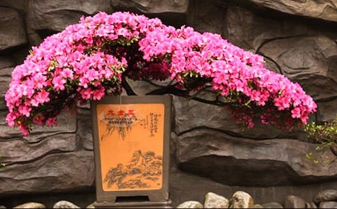 美丽的杜鹃花作文4篇