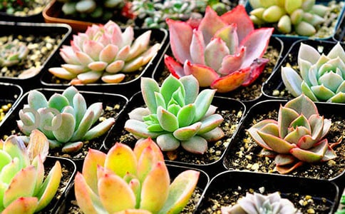 �����š��۲��������3ƪ